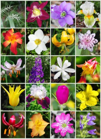 garden gallery 2009-1